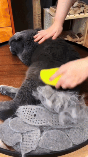 PawBrush